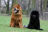 CHOW CHOW 717